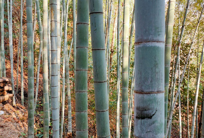 寧国昆台竹木材有限公司