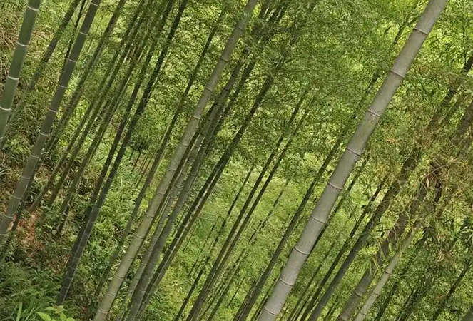 寧国昆台竹木材有限公司